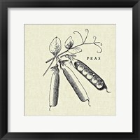 Linen Vegetable BW Sketch Peas Framed Print