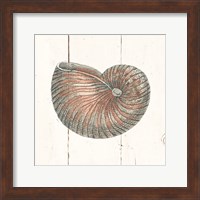 Shell Sketches III Shiplap Fine Art Print