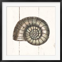 Shell Sketches I Shiplap Fine Art Print