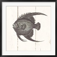 Fish Sketches IV Shiplap Fine Art Print