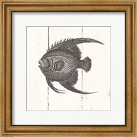 Fish Sketches IV Shiplap Fine Art Print