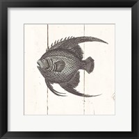 Fish Sketches IV Shiplap Framed Print
