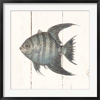 Fish Sketches II Shiplap Fine Art Print