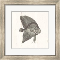 Fish Sketches III Shiplap Fine Art Print