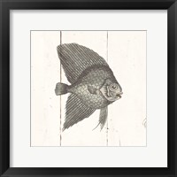 Fish Sketches III Shiplap Framed Print