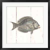 Fish Sketches I Shiplap Fine Art Print
