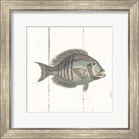 Fish Sketches I Shiplap Fine Art Print