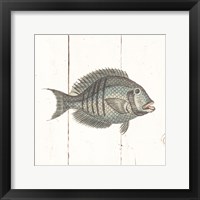Fish Sketches I Shiplap Framed Print
