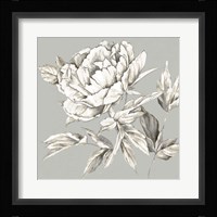 Botanical III Framed Print
