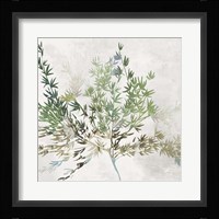 Olive Branch Fine Art Print