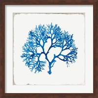 Blue Coral II Fine Art Print