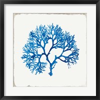 Blue Coral II Fine Art Print