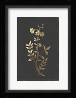 Botanical Gold on Black IV Fine Art Print