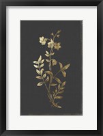 Botanical Gold on Black IV Framed Print