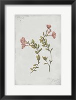 Botanical I Fine Art Print