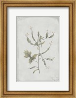 Botanical II Fine Art Print