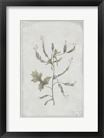 Botanical II Framed Print