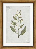 Botanical III Fine Art Print