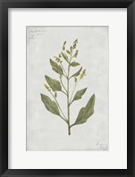 Botanical III Fine Art Print