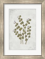 Botanical IV Fine Art Print