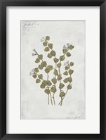 Botanical IV Framed Print
