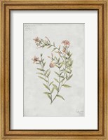 Botanical V Fine Art Print