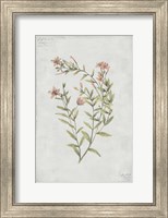 Botanical V Fine Art Print