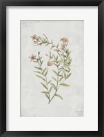 Botanical V Framed Print