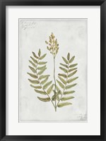 Botanical VI Fine Art Print
