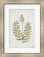 Botanical VI Fine Art Print