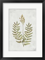 Botanical VI Framed Print