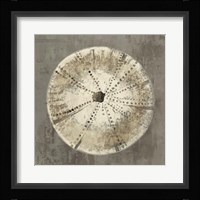 Sand Dollar IB Framed Print
