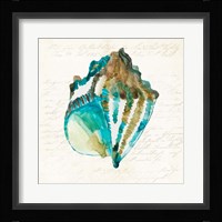 Shell Framed Print