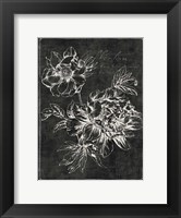 Black Botanical I Fine Art Print