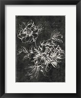 Black Botanical I Fine Art Print