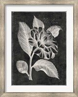 Black Botanical II Fine Art Print