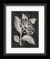 Black Botanical II Framed Print
