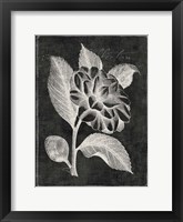 Black Botanical II Framed Print