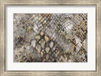 Snake Skin Fine Art Print