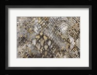 Snake Skin Fine Art Print