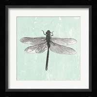Dragonfly II Framed Print