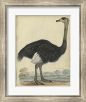The Ostrich Fine Art Print