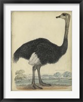 The Ostrich Fine Art Print