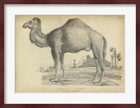 Camel Bactarnian Fine Art Print
