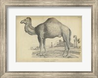 Camel Bactarnian Fine Art Print