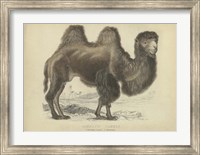 Camel Dromedary Fine Art Print