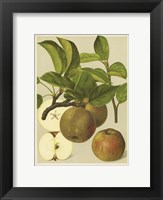 Russet Apples I Fine Art Print