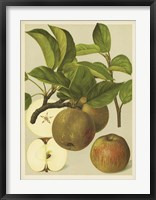 Russet Apples I Fine Art Print