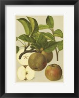 Russet Apples I Framed Print