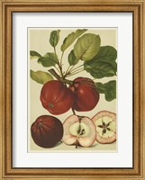 Red Veli Apples II Fine Art Print